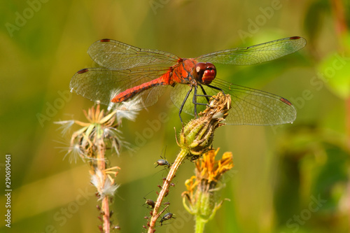 Ruddy Darter dragonfly Sympetrum sanguineum-male sitting on dry flower 