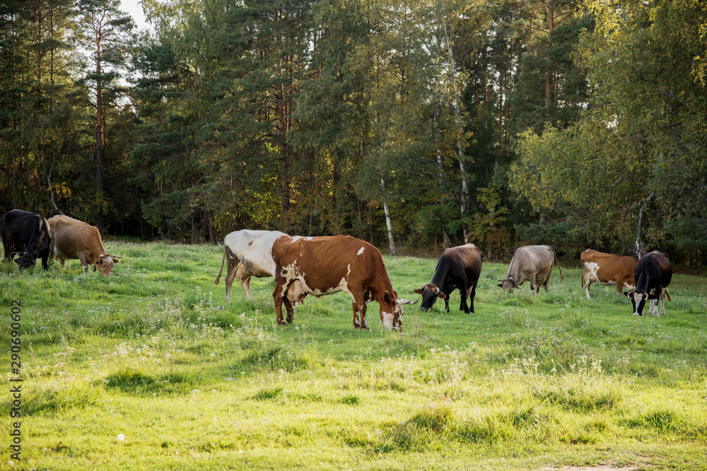a herd of cows grazing in a meadow a herd of cows grazing in a meadow