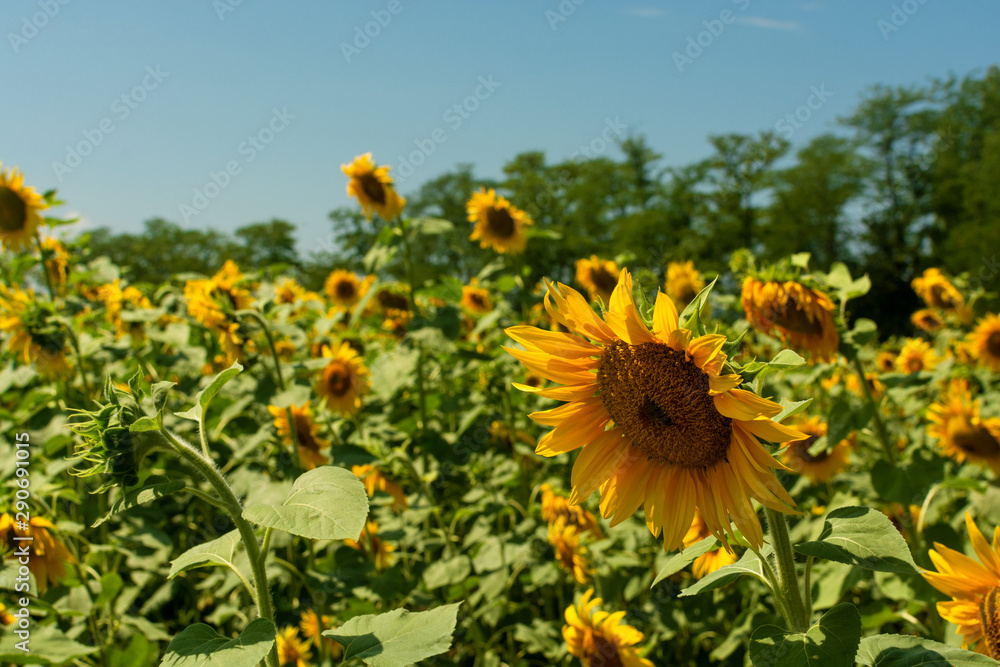 Fototapeta premium Close view of sunflower in a field with clear blue sky on background