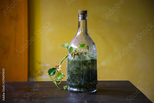 Using an old glass bottle as a table top plant holder