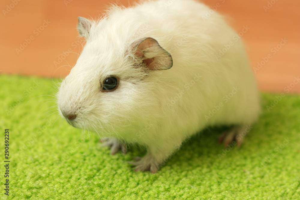 Photo white guinea pig close-up Photo white guinea pig close-up