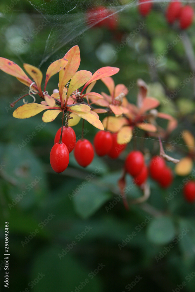 Fototapeta premium Autumn branches of barberry, red berry on a green background close-up