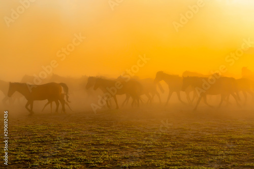 Wild Horses   Yilki Atlari . Kayseri  Turkey.