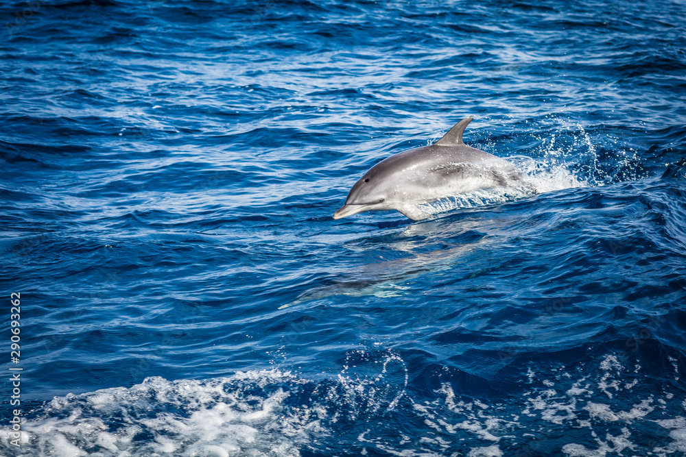 Obraz premium Dolphin in the Atlantic Ocean