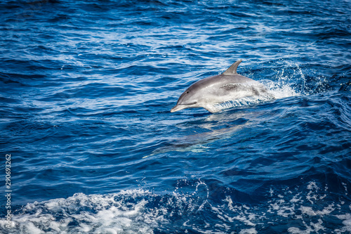 Dolphin in the Atlantic Ocean