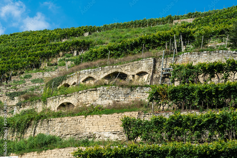 Steillagenweinbau bei Lauffen am Neckar