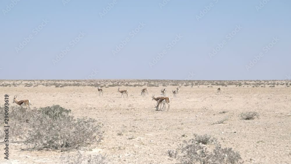 herd springbok antelopes walk in the desert, slow motion
