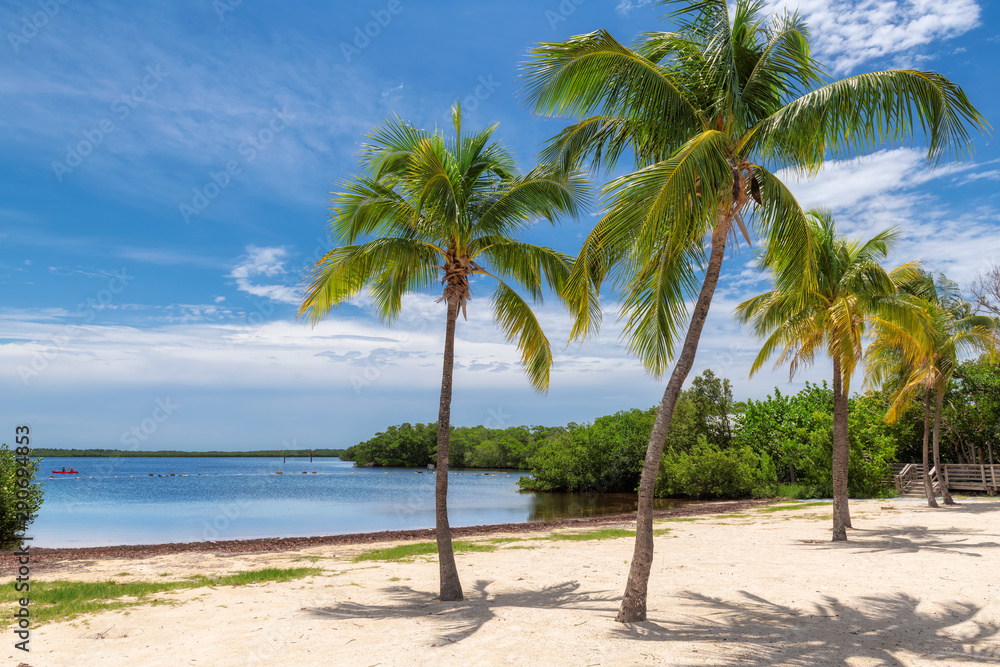 Coconut palm trees on a tropical sandy beach in Florida Keys.
