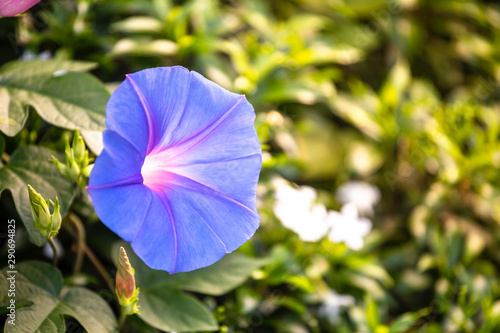 Blue Morning glory flower over blurred green garden with morning warm light, beauty of nature, spring and summer season idea background