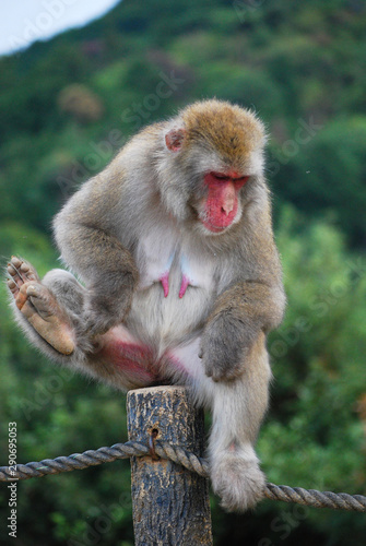 A Japanese macaque scratching an itch in its inner thigh in Arashiyama Kyoto Japan © Khaleel