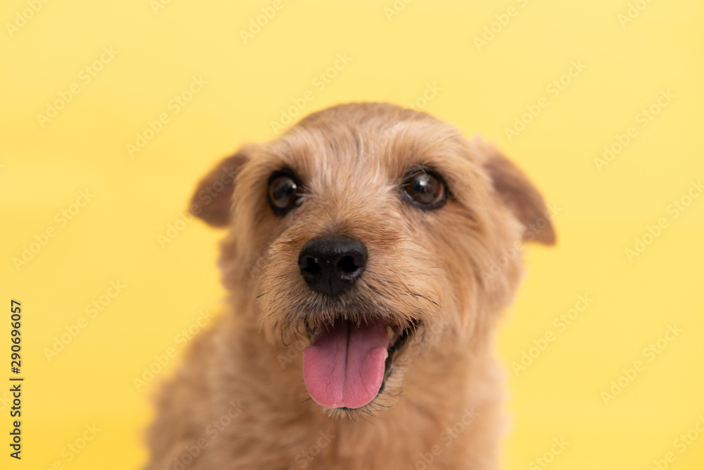 Norfolk Terrier dog against yellow background