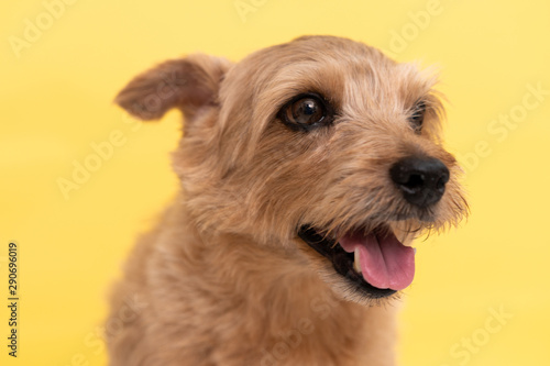 Norfolk Terrier dog against yellow background © blanche