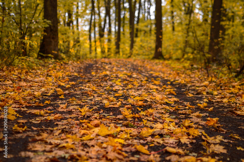 Yellow leaves lie on the ground in autumn in the park.