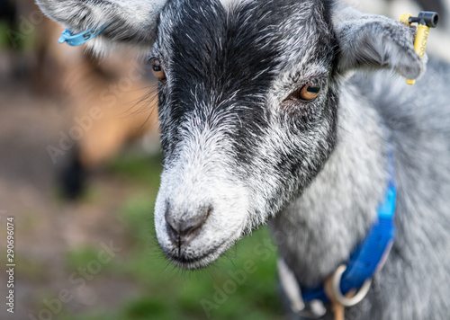 Pygmy goat Portrait