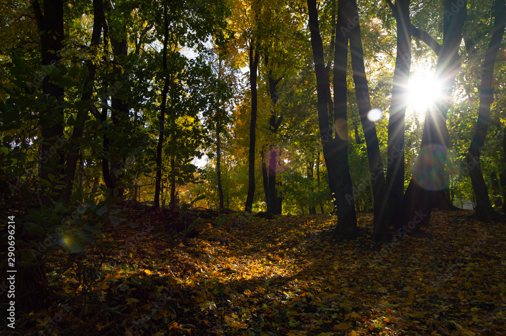 Naklejka premium Golden trees in autumn in the park