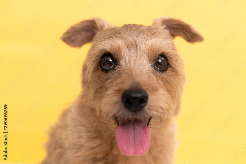 Norfolk Terrier dog against yellow background Norfolk Terrier dog against yellow background