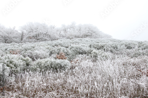 White winter scenery of frost covered foliage 