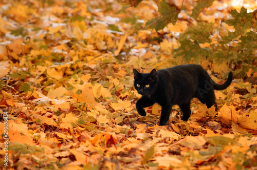 Black cat walks on yellow foliage in the autumn in the park. © Anastasiia 