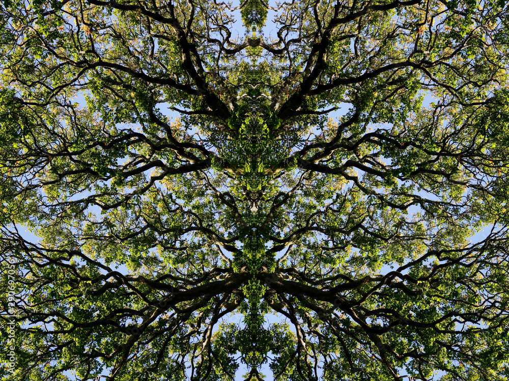 Fototapeta premium Mirror image trees