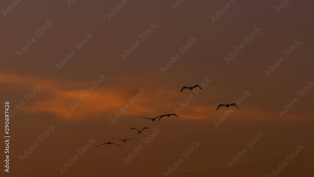 Pelican Formation Sunset Flight Slow Motion Pelican Formation Sunset Flight Slow Motion