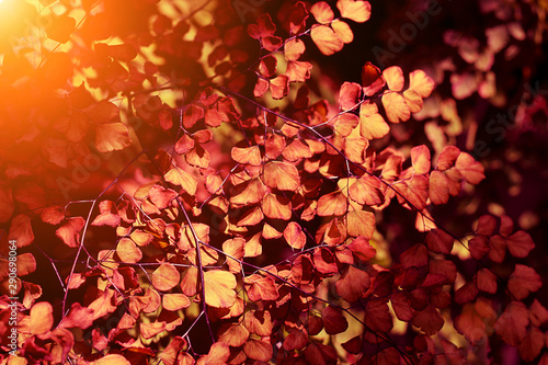 Creative tropical red leaves layout. Nature spring concept.