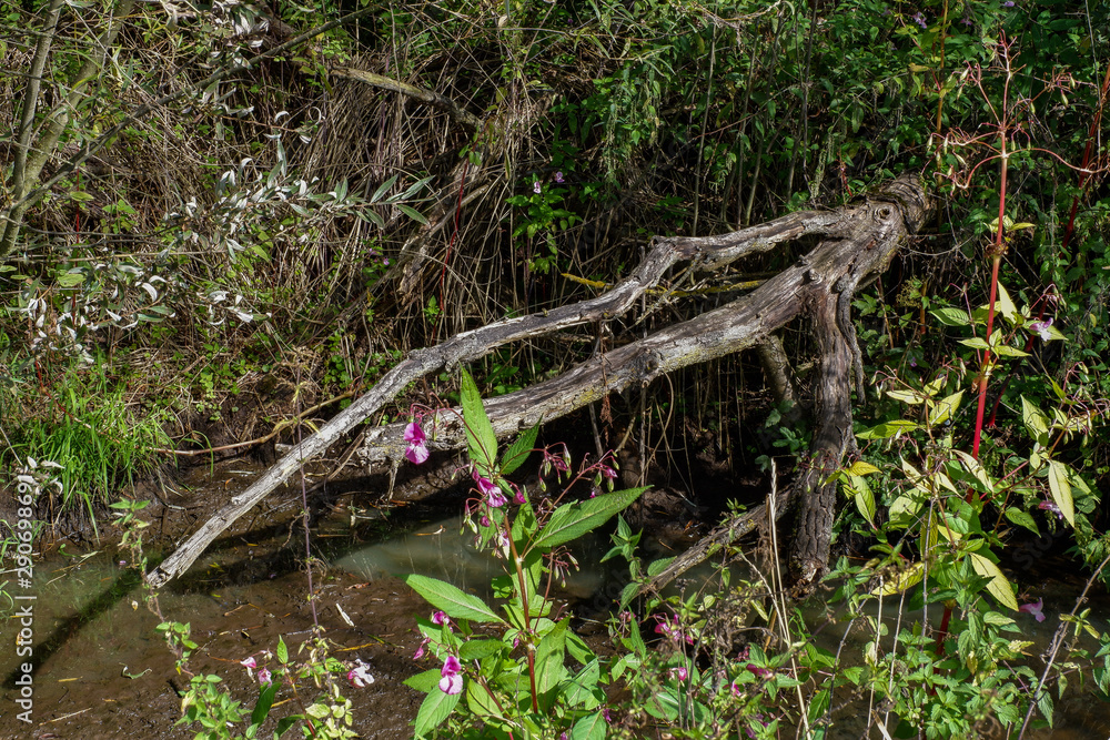 Umgestürzter Baum in einem Wasserlauf Umgestürzter Baum in einem Wasserlauf