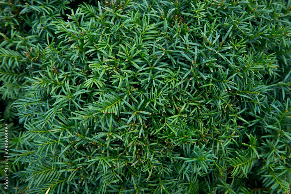 Background from coniferous plants. Green, beautiful and young Background from coniferous plants. Green, beautiful and young