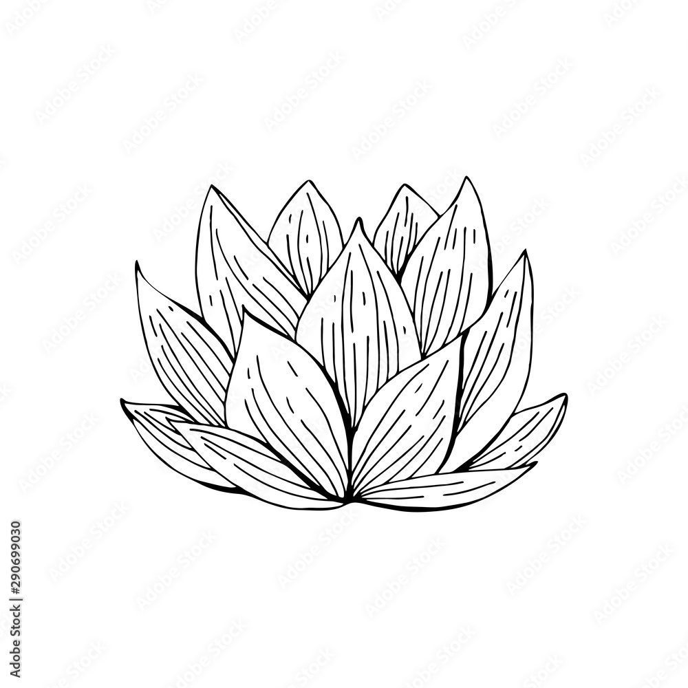 Lotus flower drawn in black and white line in vector. Hand drawn illustration. Nelumbo. Botanical illustration in vintage style.