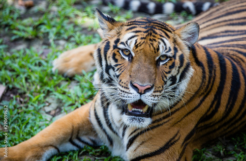 Bengal tiger, Thailand.