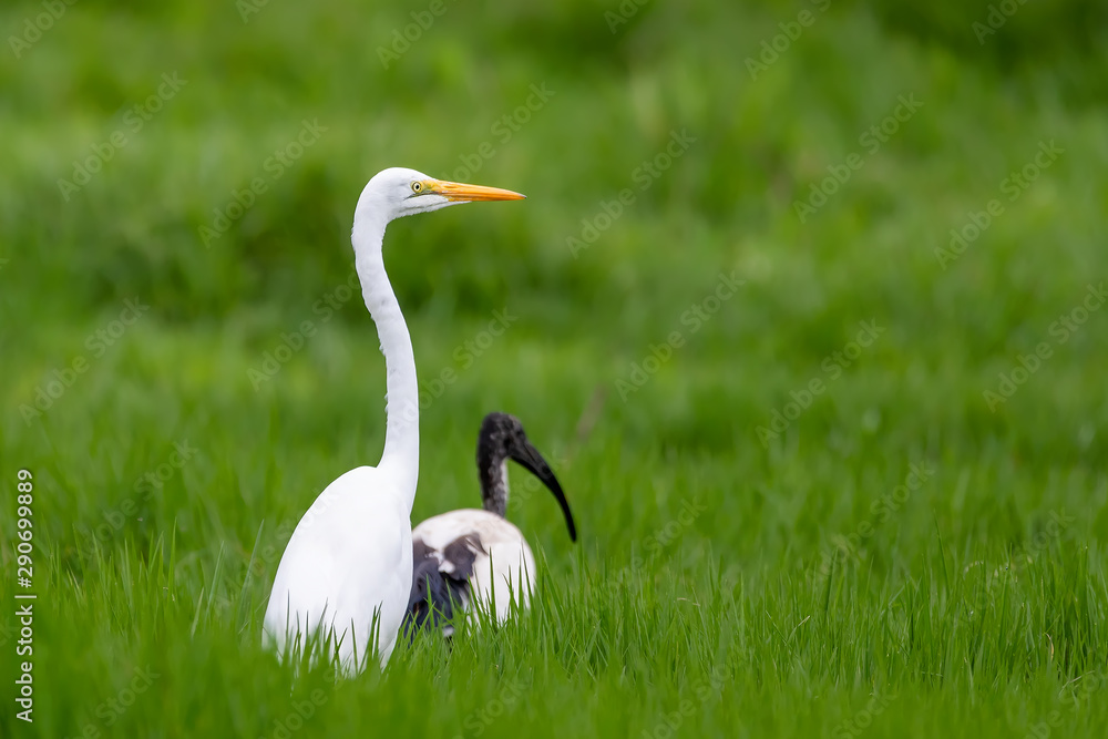 bird Great white egret in green grass, Ardea alba, with African Sacred Ibis, Threskiornis aethiopicus, Ethiopia wildlife bird Great white egret in green grass, Ardea alba, with African Sacred Ibis, Threskiornis aethiopicus, Ethiopia wildlife