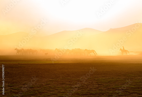 Wild Horses ( Yilki Atlari). Kayseri, Turkey. © Hakan Eliaçık