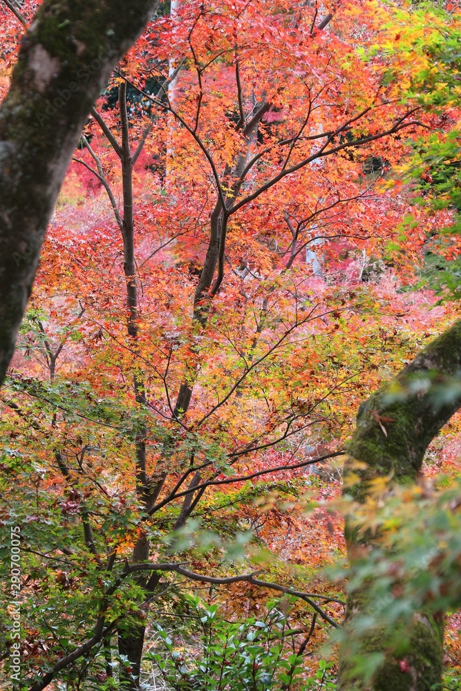 Japan autumn colors in Kitano Tenmangu gardens, Kyoto. Autumn foliage in Japan.