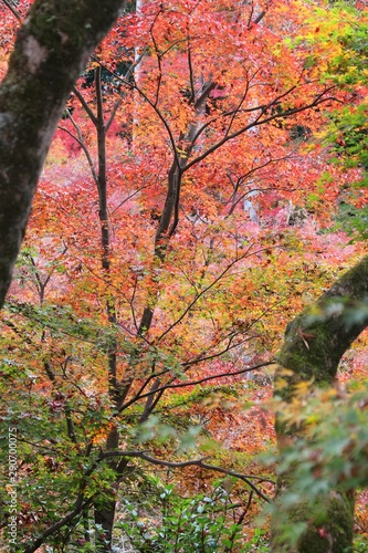 Japan autumn colors in Kitano Tenmangu gardens, Kyoto. Autumn foliage in Japan.
