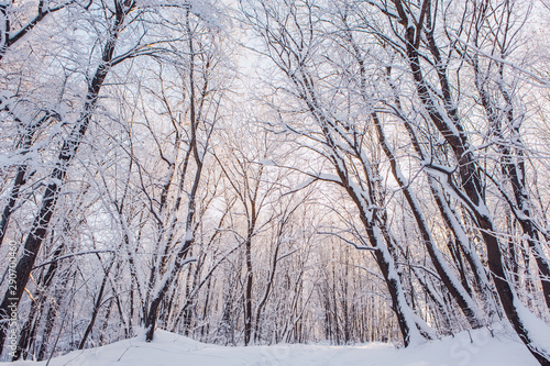 Snowy Path Through Forest. Beautifu winter forest