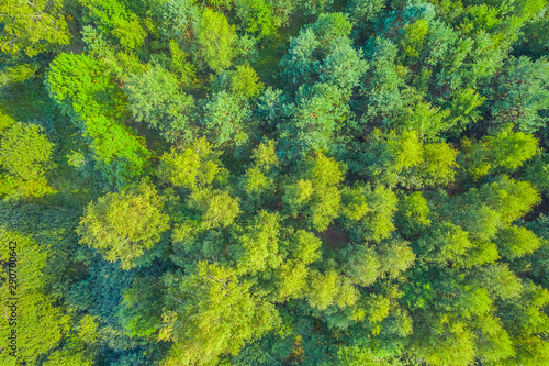 Top view of fresh green color forest