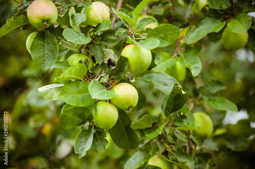 Green apples on the apple tree. Branch with green apples. Fresh crop of apples on the farm.