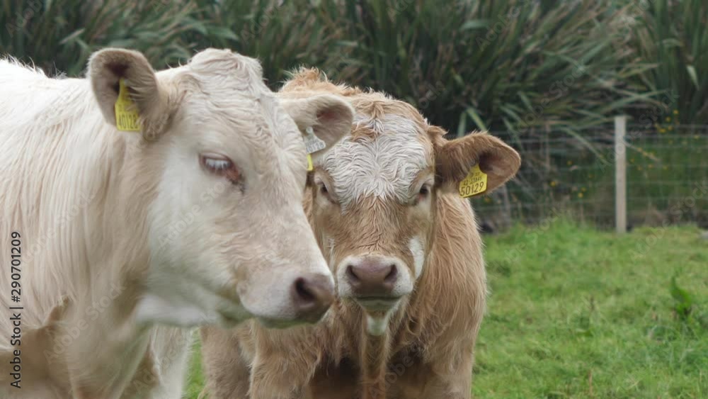Irish cows on a cattle farm in Northern Ireland Irish cows on a cattle farm in Northern Ireland