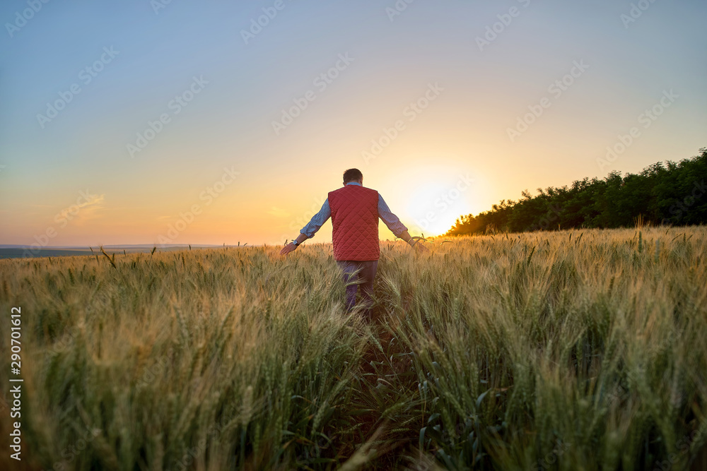 Male hand moving over wheat growing on the field. Field of ripe grain and man's hand touching wheat in summer field. Man walking through wheat field, touching wheat spikes at sunset