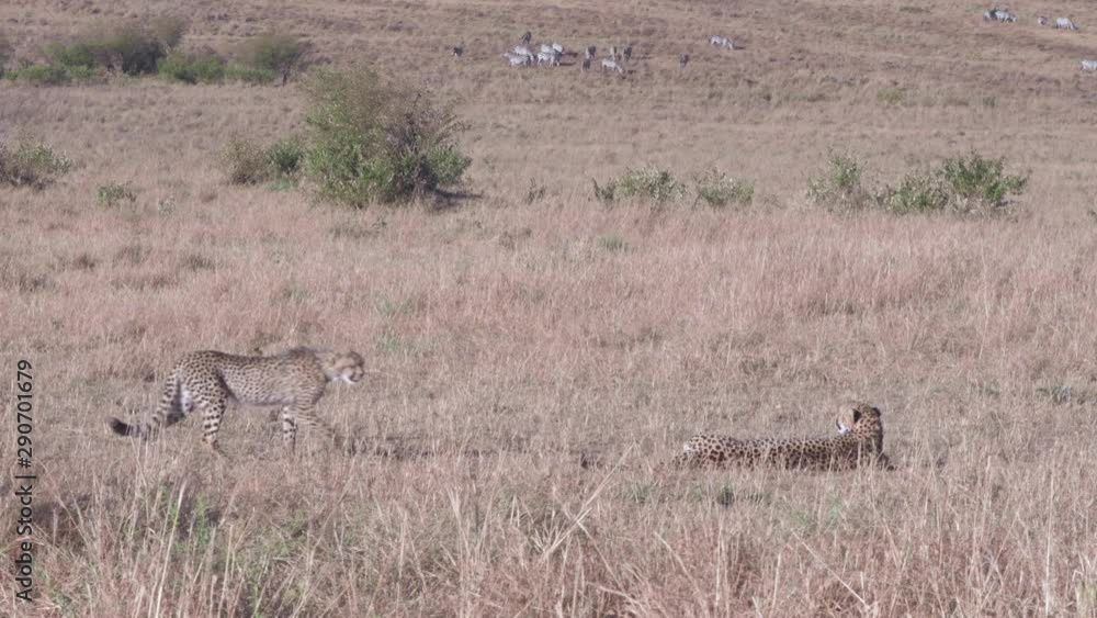 Cheetah mother and cub walking in Maasai Mara reserve in the day time Cheetah mother and cub walking in Maasai Mara reserve in the day time