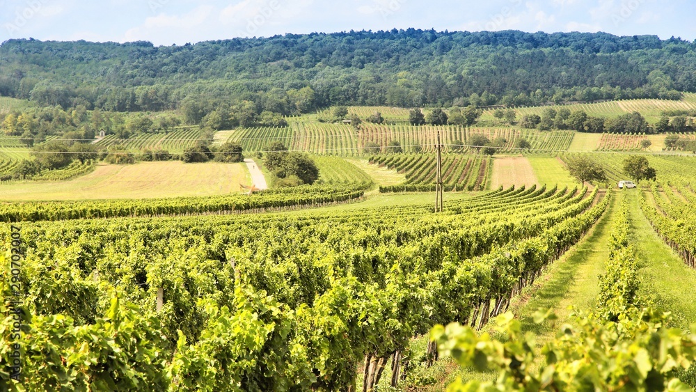 Burgenland vineyard in Austria