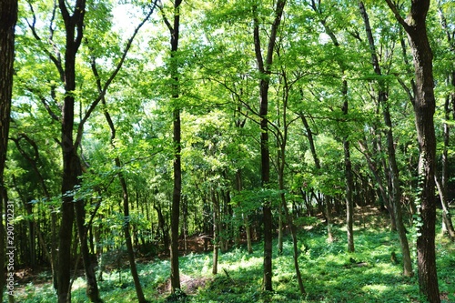 森 風景 秋 木漏れ日 公園 杤木 日本