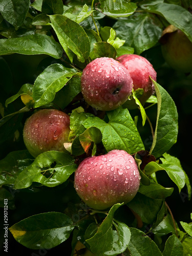 Apples on branch of an apple-tree after rain