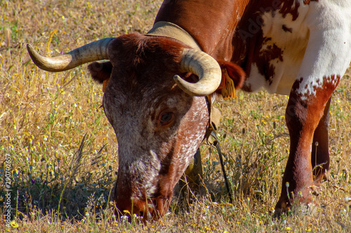 Wild bull in an Alentejo landscape, Portugal