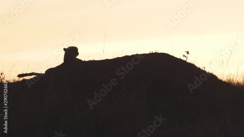 Cheetah mother and cub silhouette at sunrise captured in Maasai mara reserve