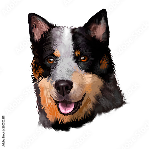 Australian Stumpy Tail Cattle Dog breed digital art illustration isolated on white. Naturally bobtailed or tailless, medium-sized breed of Cattle Dog, Australian Stumpy-Tail shorter Stump Tail Dog.
