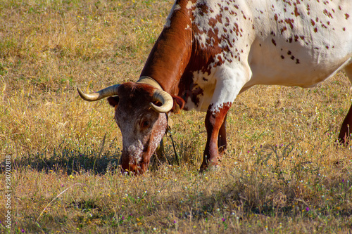 Wild bull in an Alentejo landscape, Portugal