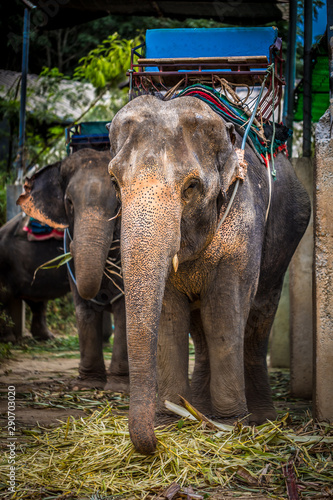 Elephant, Thailand.
