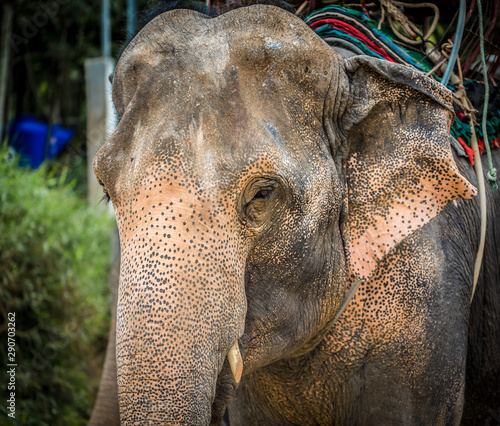 Elephant, Thailand.