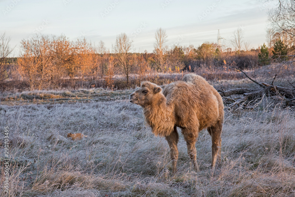 Fototapeta premium Camel walk