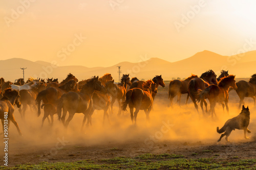 Wild Horses ( Yilki Atlari). Kayseri, Turkey. © Hakan Eliaçık